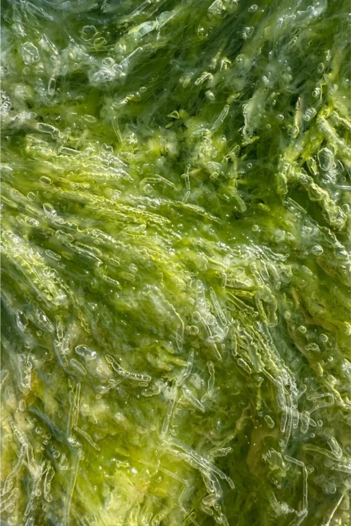 Alghe Primo piano di alghe verdi sommerse, con filamenti sottili e bolle d'aria trasparenti intrappolate tra le fronde.