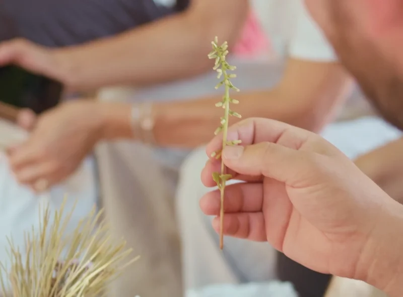Osservare elementi botanici