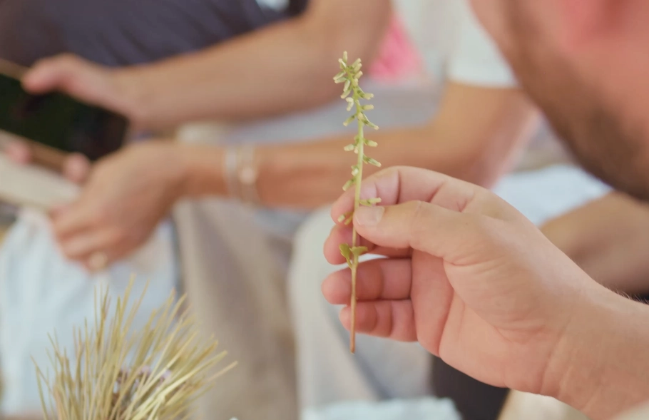 Osservare elementi botanici