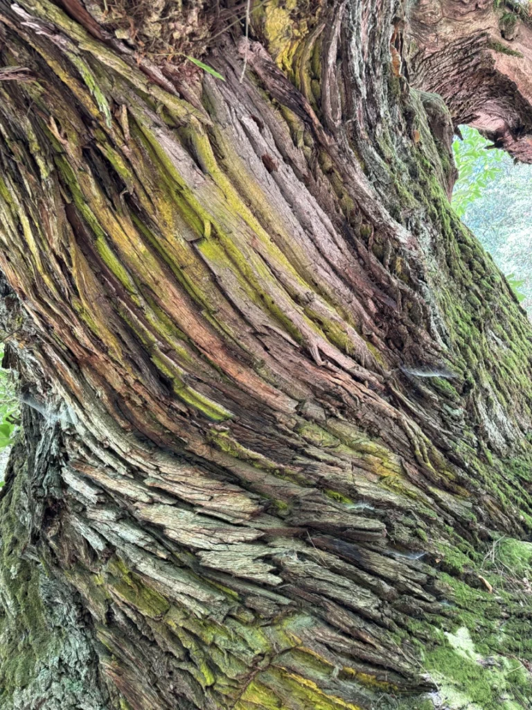 corteccia