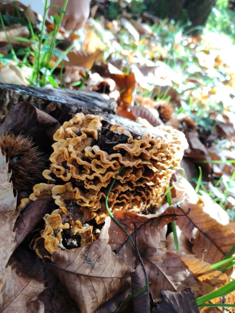 fungo Fungo a mensole ondulate color ocra su tronco tagliato, circondato da foglie secche e ricci di castagna, con una mano visibile sullo sfondo tra l'erba.