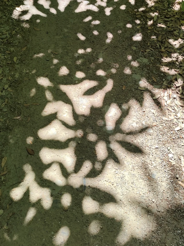ombre delle foglie del castagno