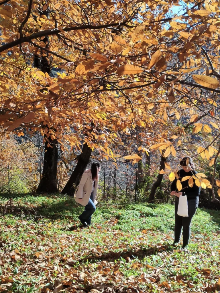 passeggiata_immersiva_nel_bosco